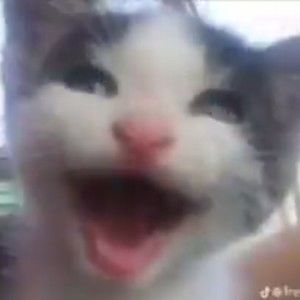 Meet your Posher, Wayne